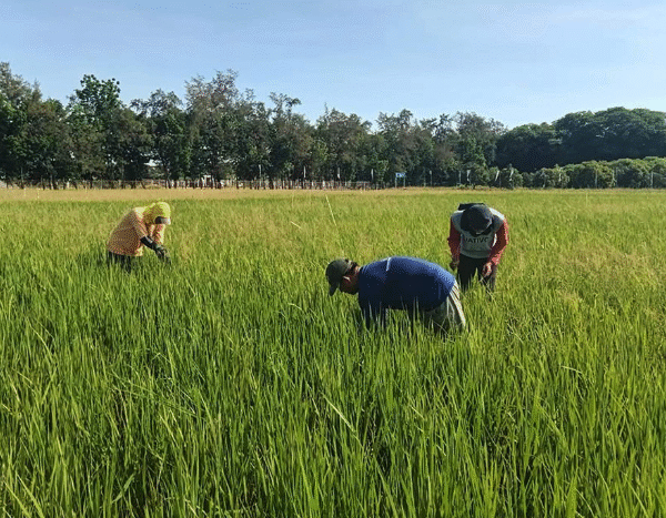 Rice import ban extended by 30 days to protect farmers