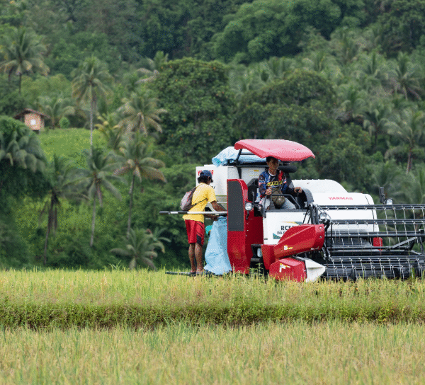 Senator urges release of P13-billion rice fund; Cites negative effect on next rice harvest
