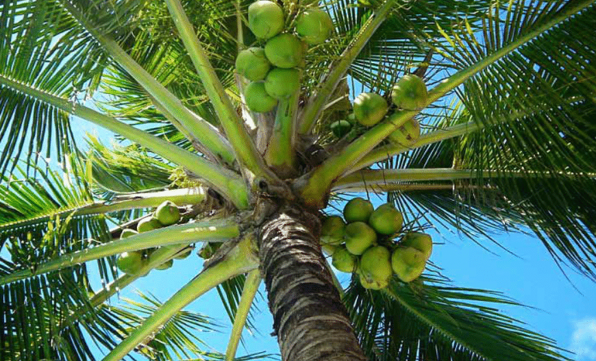 PH agri exports to get boost from US tariff exemption